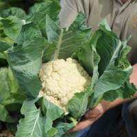 เมล็ดพันธุ์ กะหล่ำดอก สโนว์บอล (Snowball Self Blanching Cauliflower Seed) บรจจุ 100 เมล็ด ของแท้ 100%