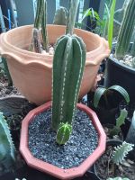 pachycereus marginatus ตอสร้อยไข่มุก ไม้ลำ # Cactus แคคตัส กระบองเพชร ไม้อวบน้ำ ไม้กราฟ