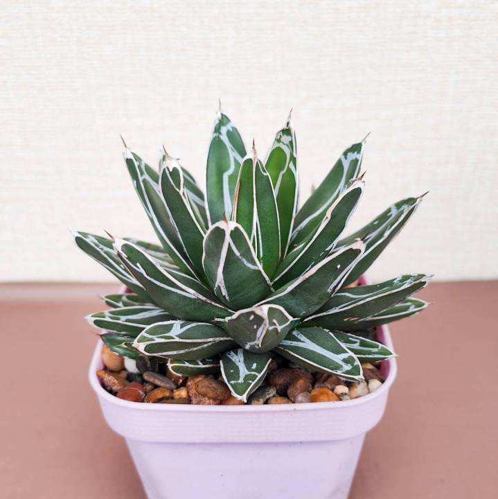 อากาเว่-วิคตอเรีย-agave-victoriae-reginae