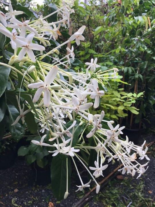 ต้นพุดบุญรักษา-ดอกสีขาวมีกลิ่นหอม-ดอกตลอดปี-สูง60-70ซ-ม