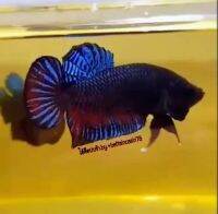 เจ้าครบเครือง สาย มาเลย์นครปฐม