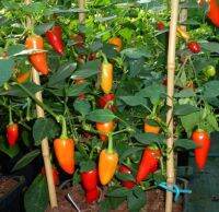 เมล็ดพันธุ์ พริก ซานตาเฟ่ แกรนด์ (Santa Fe Grande Pepper Seed) เผ็ด บรรจุ 15 เมล็ด คุณภาพดี ของแท้ 100%