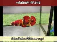 ปลากัดนีโม่เพศเมียเกรดAA แม่พันธ์สีสวยสด ตัวใหญ่ไข่แน่นๆ ขนาด1.5 นิ้ว