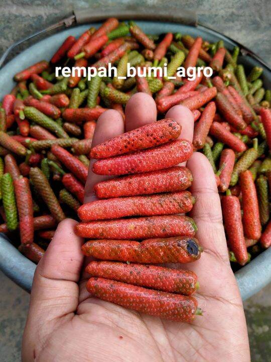 Cabe Jamu Jawa ½ Kg •fresh Segar• Lazada Indonesia