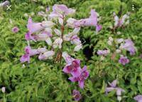 ต้นแฮปปี้เนส (Pink trumpet vine) หรือ ชมพูฮาวาย