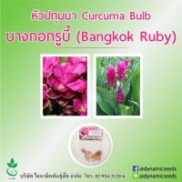 หัวปทุมมา พันธุ์ บางกอกรูบี้ 5 หัว (Curcuma bulbs : Bangkok Ruby 5 bulbs)