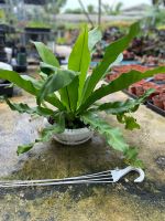 Birds nest fern ต้นไม้ฟอกอากาศ เฟิร์นข้าหลวง +กระถางสีขาว 10 นิ้ว+ มีจานรองในตัว+สายเเขวน  คุ้มมากค่ะ #ไม้มงคล