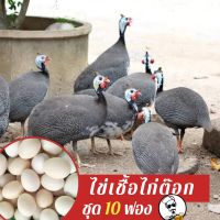 ไข่เชื้อไก่ต๊อกชุด 10 ฟอง สำหรับฟัก