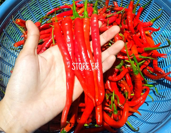 Cabe Rawit Merah Segar 1 Kg Lazada Indonesia 