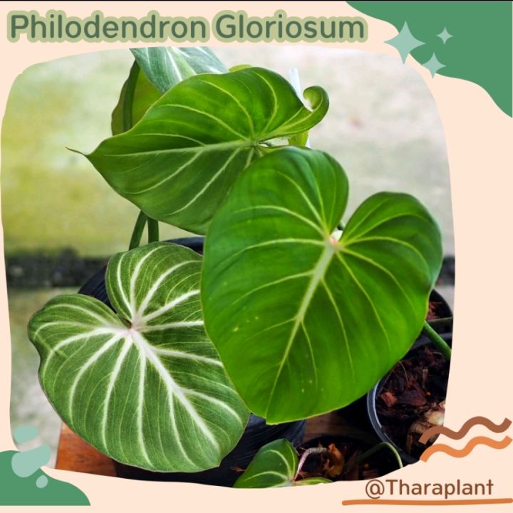 philodendron-gloriosum-ก้านกลม-ไม้ใบใหญ่-กลอริออซั่ม-กลอริ-ไม้ใบ-กลอลิออซั่ม-กลอลิ-ไม้ด่าง