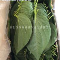 ใบพลู ใบพลูเขียว พลูกินหมาก พลูไหว้พระ พลูเขียว สวนแปดริ้ว ขนาด1กิโล betel leaf