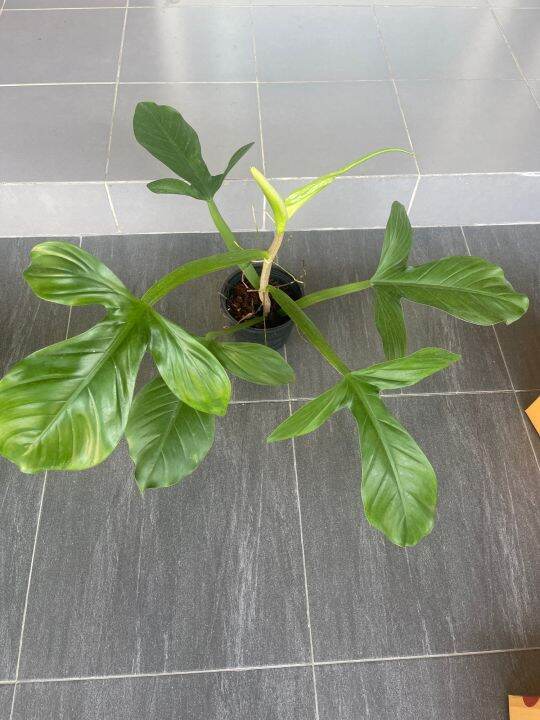 philodendron-applanatum-ฟิโลตีนเป็ด