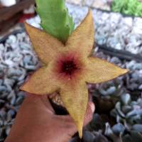 เก๋งจีน ดอกใหญ่/Stapelia gigantea/ .กระถางสองนิ้วส่งทั้งกระถาง