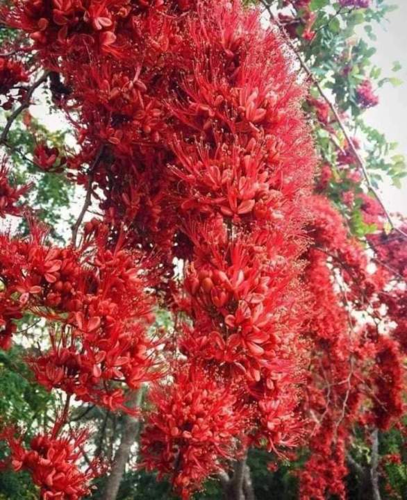 ต้นกล้าประดู่แดง-ปี-66-ไม้เนื้อแข็ง-ลายไม้สวย-ดอกแดงๆงามมากๆจ้า-ต้นกล้าประดู่แดงความสูง-15-ถึง-20-เซนฯ