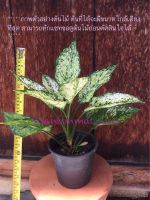 อโกลนีมา เพชรน้ำหนึ่ง?Aglaonema Sp. Phetnamnueng?Chinese Evergreen ไม้ฟอกอากาศ ไม้มงคล ราชาแห่งไม้ประดับเสริมดวงทางโชคลาภ ปลูกได้ทั้งนอกและในอาคาร