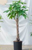 Money Tree, GuianaChestnut, Malabar ChestnutหรือSaba Nut ต้นศุภโชคถักเปียสูง40cm จัดส่งพร้อมกระถาง 6นิ้ว เสริมส่ง ด้านการเงิน บารมี โชคลาภเงินทองเป็นต้นไม้ที่ช่วยดูดเงินทองเข้าบ้านหรือที่ทำงาน ถ้าหากปลูกไว้จึงช่วยให้โชคดีมั่งคั่ง ร่ำรวยนั่นเอง แถมชื่อภา