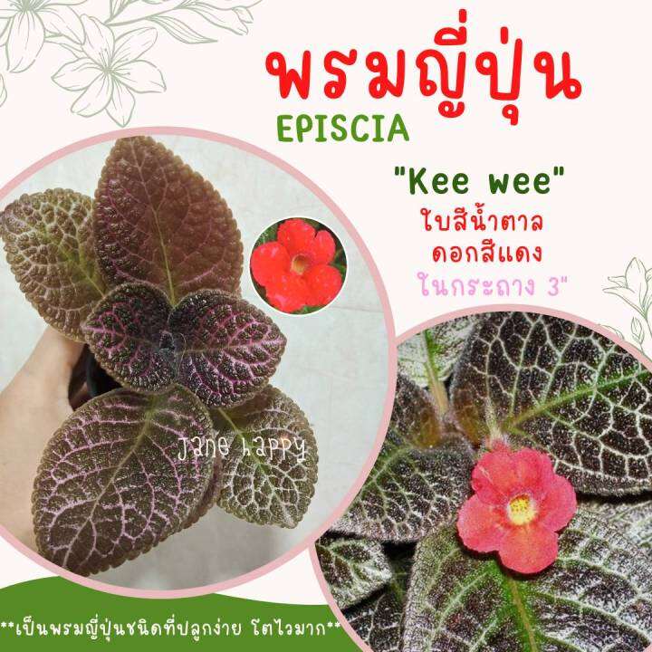 พรมญี่ปุ่น-กีวี่-kee-wee-ดอกสีแดง-ใบสีน้ำตาลลายตาข่าย-ปลูกง่ายมาก-โตไว-ทนทาน-ในกระถาง-3-นิ้ว-ราคาต่อ-1-ต้น-ค่าส่งถูก