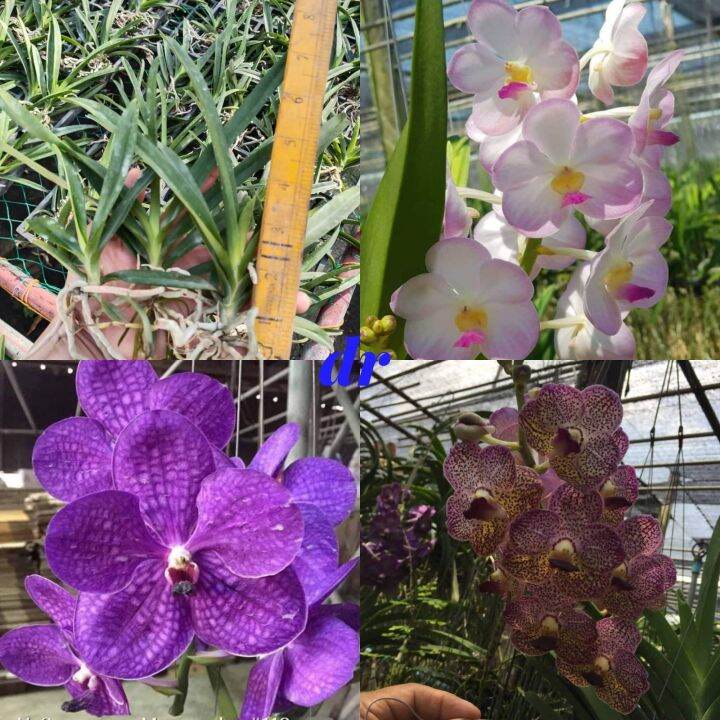 Strap Leaf Vanda Seedling Set 3pcs Lazada PH