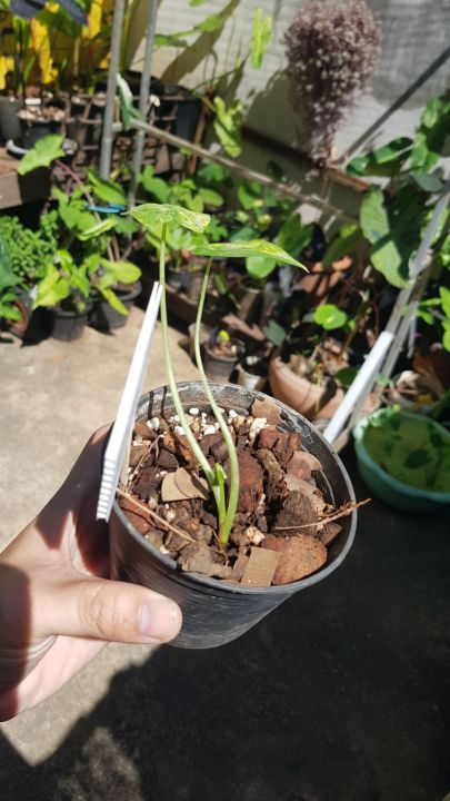 หูช้างด่างเหลืองalocasia-gageana-aura-variegated