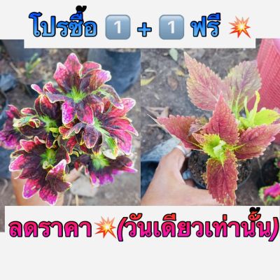 ปลูกต้นไม้สวยๆ ฝึกความเป็นตัวเอง 1️⃣ แถม 1️⃣ ฟรี 💥ฤาษีผสม เป็นไม้พุ่มอายุประมาณ 2 ปีต้นลำต้นและกิ่งก้านเป็นเหลี่ยมทุกส่วนอวบน้ำ ใบเดี่ยวออกตรงข้ามกันเป็นรูปไข่-รูปรี มีสี ลวดลาย แตกต่างกันมากว่า100 สี จัดส่งทั้งกระถาง3 นิ้ว รากเดินดี