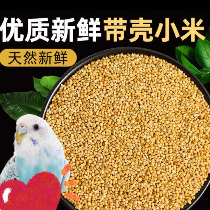 Fresh Organic White Millet Bird food bird feed 250g Putih Millet