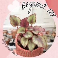 ?? Begonia rex ใบสีชมพู ? ชอบอยู่ในร่มและที่ชื้นนะคะ ไม้ใบสวยเหมาะกับการให้ของขวัญคนรัก ?