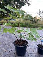 ต้นมะเดื่อฝรั่ง เวอร์ดัล verdal ขนาดใหญ่ กระถาง12นิ้ว/ verdal fig tree size 12”potted