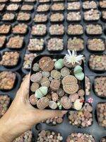 Lithop ไลทอป ก้อนหินมีชีวิต ?น้อนตูด ส่งทั้งกระถาง 5 cm. 10-20ต้น