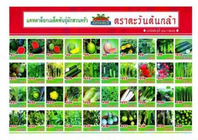 เมล็ดพันธุ์ผัก ตราตะวันต้นกล้า ผักซองตะวันต้นกล้า