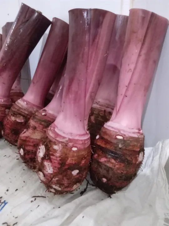 talas ungu Bogor(2kg) Lazada Indonesia