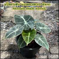 อโลคาเซีย แบลคเวลเวท นินจา ใบกำมะหยี่ Alocasia Black Velvet ต้นไม้ฟอกอากาศ พันธุ์หายาก