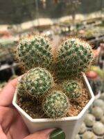 เข็มทองฟอร์มกอ Mammillaria Nivosa Link ex Pfeiff