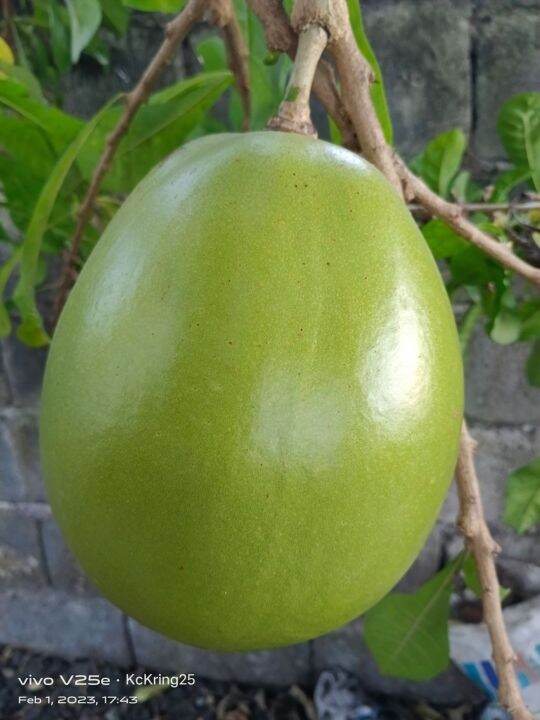calabash/ miracle fruit Lazada PH