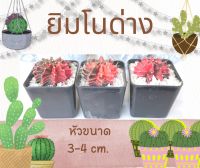 ยิมโนด่าง GYMNO หัวขนาด 3-4 cm.