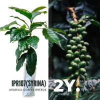 ต้นพันธุ์กาแฟ Arabica IPR107(Syrina) อายุ 2 ปี ต้นใหญ่ ปลูกง่ายให้ผลผลิตดีในไทย