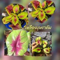 บอนสีเหลืองสวยเกินห้ามใจเหลืองบุษราคัม บอนสี (ไทย)☘️