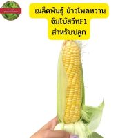 เมล็ดพันธุ์ ข้าวโพดหวาน จัมโบ้สวีทF1 บรรจุซองซิป 200เมล็ด50บาท เมล็ดข้าวโพด