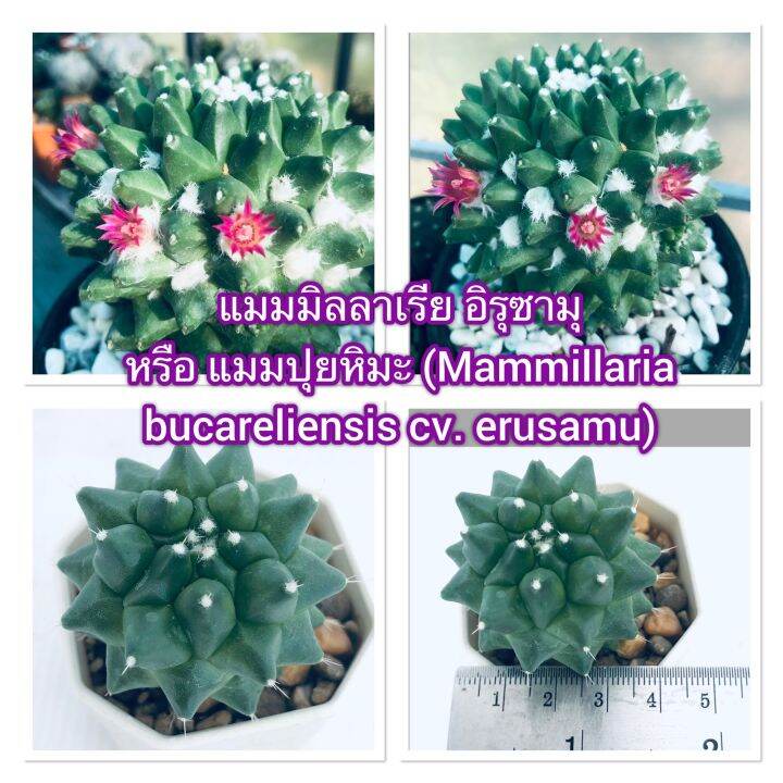 กระบองเพชร-แคคตัส-แมมอิรุซามุ-mammillaria-erusamu
