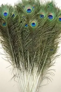 Wholesale 10Pcs/Lot Natural Peacock Feathers for DIY Craft Wedding