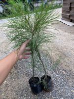 ต้นสนปดิพัทธ์ ถุง3x7นิ้ว (จำนวน 1 ต้น) Casuarina junghuhniana