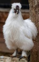 ไก่ซิลกี้ (Marco Silkie)
ไก่สวยงาม เลี้ยงเพื่อความเพลิดเพลินเพื่อกินเนื้อ หรือเก็บไข่ขายแพ็คละ3ฟองราคา 180บาท