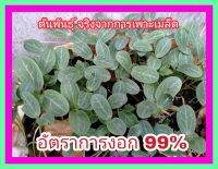 เมล็ดพันธ์บวบ รสชาติหวานกรอบ ผลผลิตดก ปลูกง่ายโตไว เนื้อเยอะ ปลูกได้ทถกพื้นที่ อัตราการงอก 99%สามารถนำเมล็ดไปขยายพันธ์ุต่อได้(ชุดละ 300เมล็ดขึ้นไป)