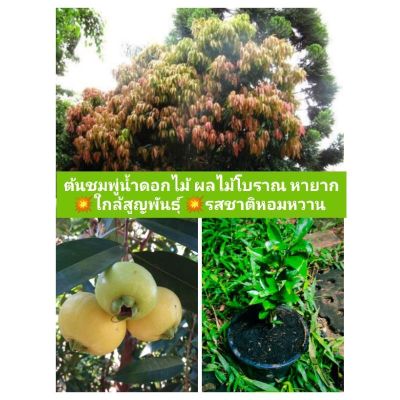 ต้น ชมพู่น้ำดอกไม้💥ผลไม้โบราณ ของไทย หายาก ใกล้สูญพันธ์ ( Syzygium jambos) มะชมพู่ มะน้ำหอม,ชมพู่น้ำ,ฝรั่งน้ำ ไม้ผลโบราณ