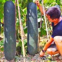 เมล็ดพันธุ์ ฟักดำยักษ์ / ฟักเขียวเปลือกดำตอปิโด ( Black Giant Winter Melon ) บรรจุ 20 เมล็ด