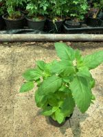 ซื้อ2 แถม1 ✳️ ต้นกระเพาขาว ปลอดสารพิษ ส่งพร้อมกระถาง4นิ้ว Thal Holy Basil Plant 4inch Pot’s ❇️Buy 2 get1 free