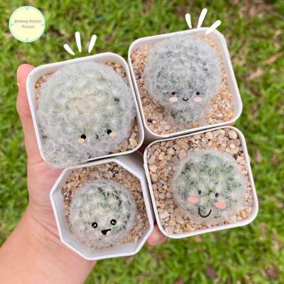 [ MAMM9 ]แมมขนนกขาว ขนนกขาว Mammillaria Plumosa แมมมิลาเรีย แมมมิลาเรีย ไม้เมล็ด แคคตัส กระบองเพชร ต้นไม้