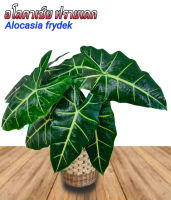 อโลคาเซียฟรายเด็กซ์ ใบกำมะหยี่กอใหญ่ (Alocasia frydek)