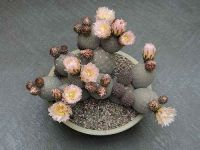 [ถูกที่สุด]แคคตัสไข่มังกร Trephrocactus geometricus,กระบองเพชรหายาก แรร์ไอเท็ม , cactus succulent ไม้อวบน้ำ