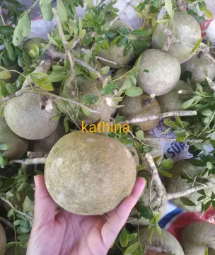 Cây Quách Giá Tốt T08/2023 | Mua Tại Lazada.Vn