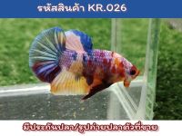 ปลากัดนีโม่ เพศผู้พร้อมรัด ขนาด1.5 นิ้ว